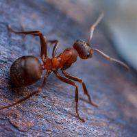 Fire Ant, Carpenter Ants Pest Control Services