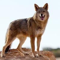 coyotes-removal-az