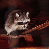 Raccoon Removal Pest Control Services in AZ