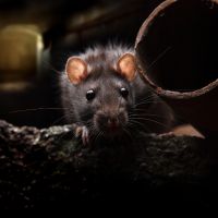 rat-removal-az