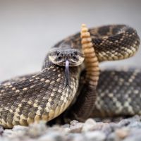 Rattle Snake, King Snake Removal