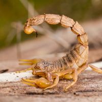 Scorpion Control Pest Control Services to Remove Scorpions in AZ