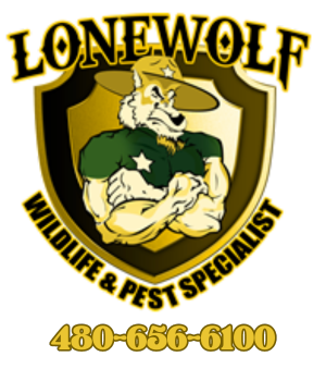 Rat and Rodent Removal - Bee Removal - Pest Control Services